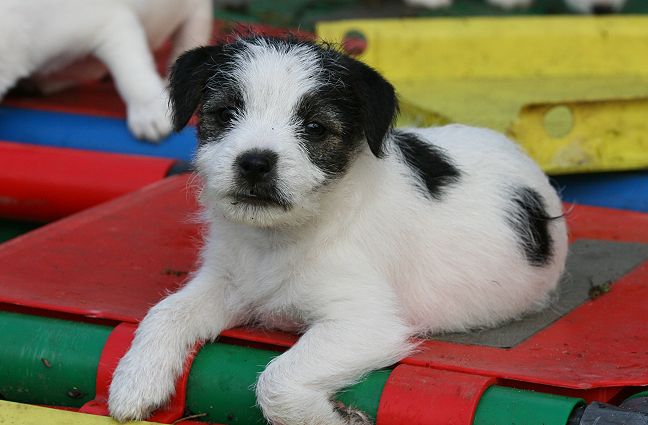 Vom Hagen Quantal | Parson Jack Russell Terrier Zucht. Parson Jack
